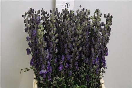 <h4>Aconitum napellus subsp. pyramid</h4>
