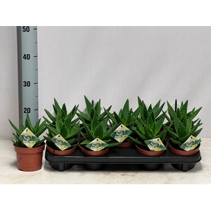 ALOE PERFOLIATA