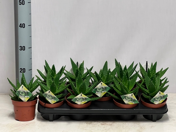 <h4>ALOE PERFOLIATA</h4>