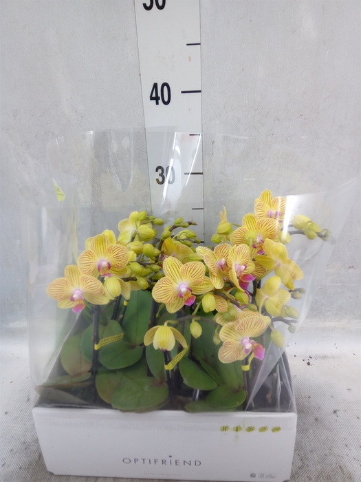 Phalaenopsis multi.   ...yellow