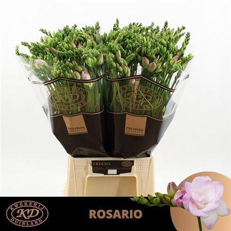 <h4>Fr Du Rosario Pink</h4>