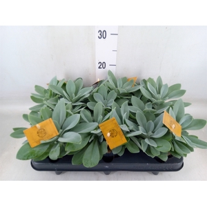 Senecio cephal. 'Mountain Fire'