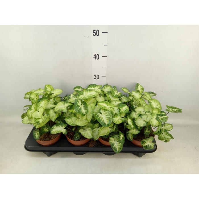 <h4>Syngonium 'Pixie'</h4>