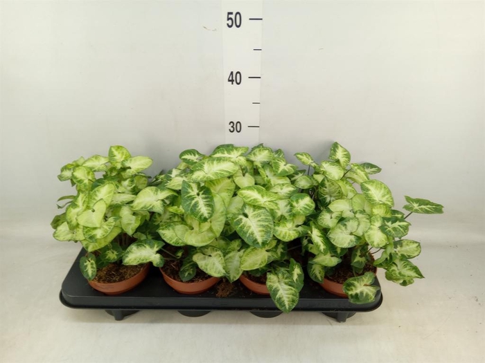 <h4>Syngonium 'Pixie'</h4>