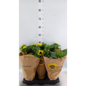 Helianthus an. 'Sunsation'