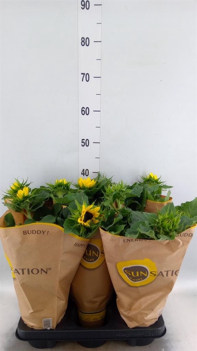 <h4>Helianthus an. 'Sunsation'</h4>