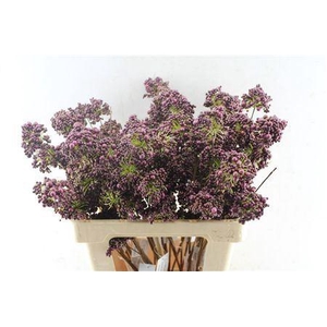 BERRY DECO BORDEAUX