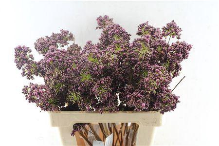 <h4>BERRY DECO BORDEAUX</h4>