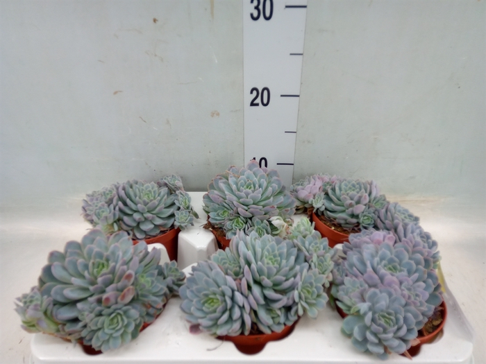 <h4>Echeveria elegans</h4>