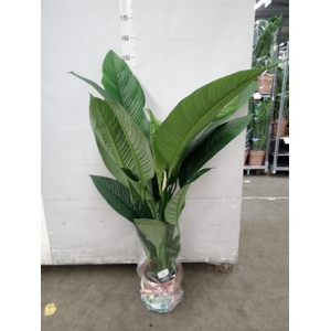 Spathiphyllum  'Sensation'