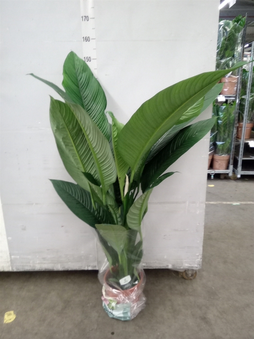 <h4>Spathiphyllum  'Sensation'</h4>