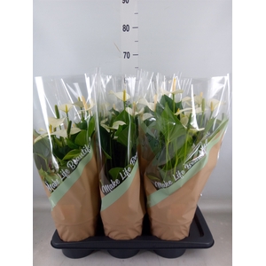 Anthurium andr. 'Snow Love'