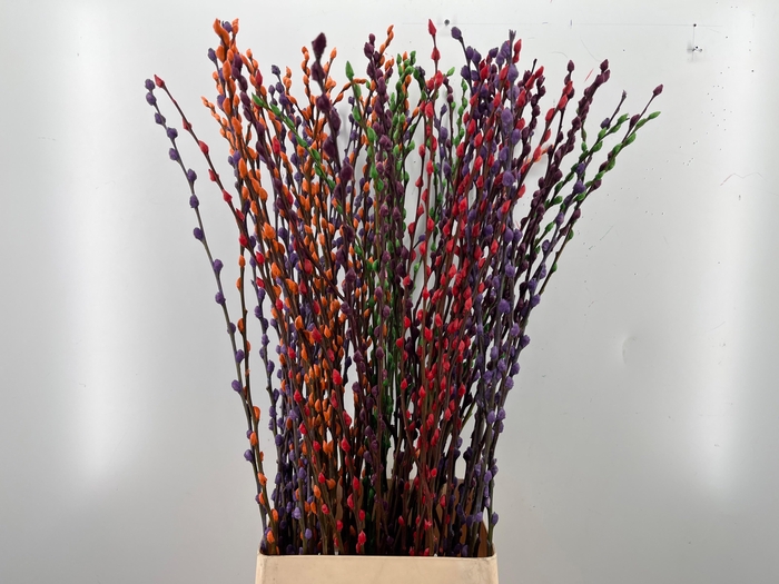 <h4>SALIX OV KLB H%</h4>