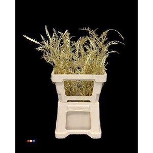 Grevillea Ivanhoe Gold