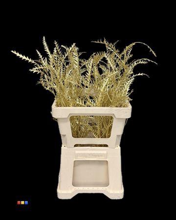 <h4>Grevillea Ivanhoe Gold</h4>