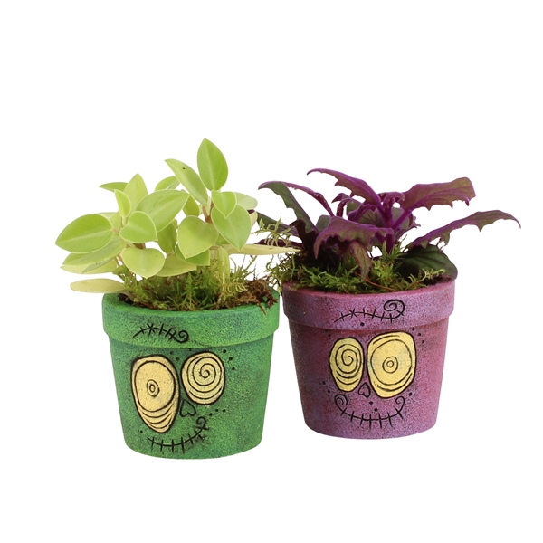 <h4>Arrangementen kamerplanten 6%</h4>