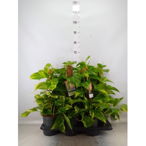 Epipremnum pinn.   ...moss stick