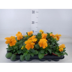 Viola wr. 'Alpha Orange'