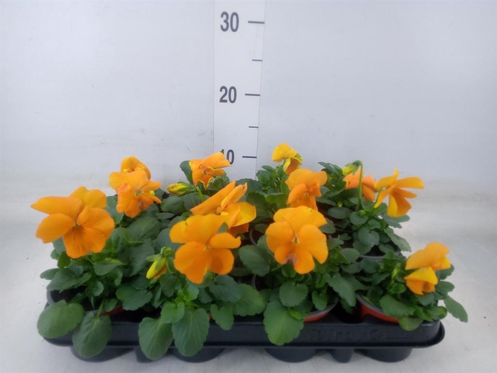 <h4>Viola wr. 'Alpha Orange'</h4>