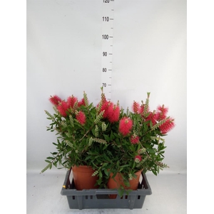 Callistemon citrinus