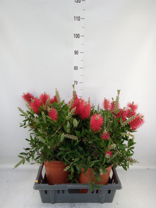 <h4>Callistemon citrinus</h4>