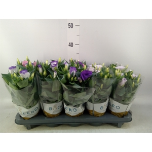 Eustoma russ. DU 'Bolero'   ...mix