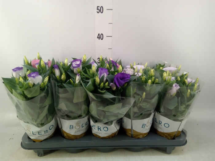 <h4>Eustoma russ. DU 'Bolero'   ...mix</h4>