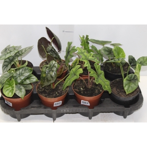 ALOCASIA P12