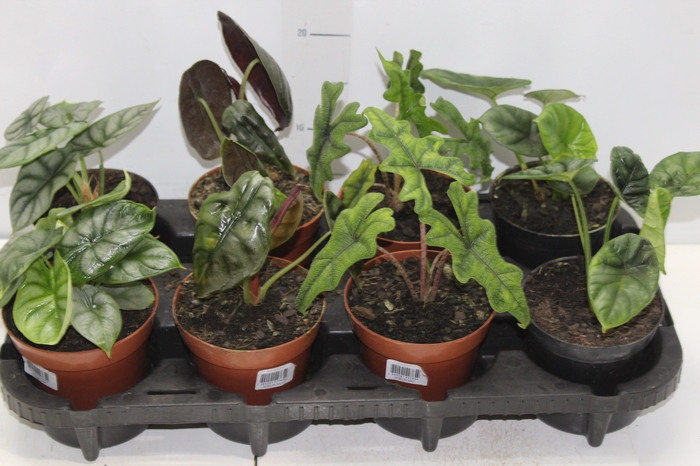 <h4>ALOCASIA P12</h4>