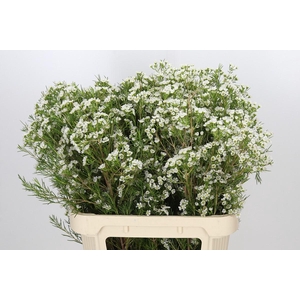 Chamelaucium Grace