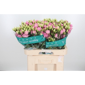 Eus G Rosi Bright Pi