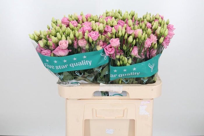 <h4>Eus G Rosi Bright Pi</h4>