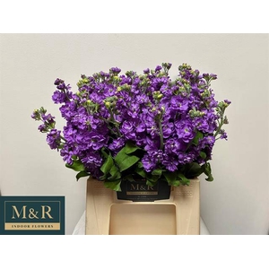 MATTH FIGARO LAVENDE
