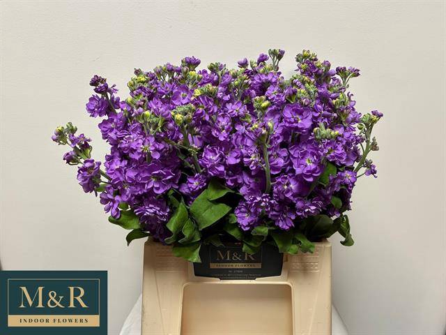 <h4>MATTH FIGARO LAVENDE</h4>