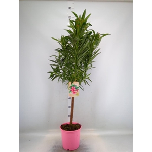 Nerium oleander   ...