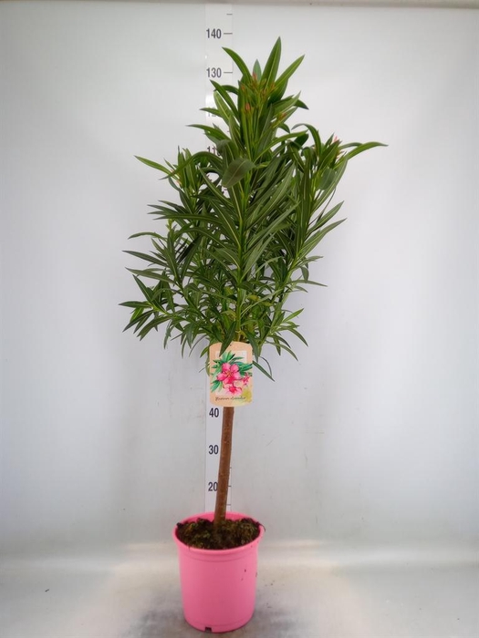 <h4>Nerium oleander   ...</h4>