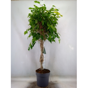 Ficus   ...