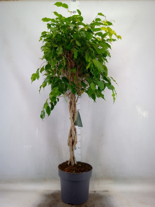 <h4>Ficus   ...</h4>