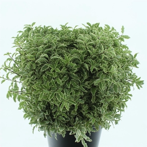 Pitto Nigra Gr 150