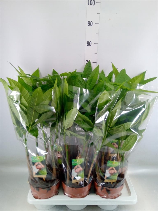 <h4>Pachira aquatica</h4>