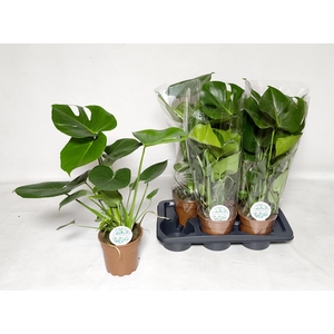 MONSTERA DELICIOSA