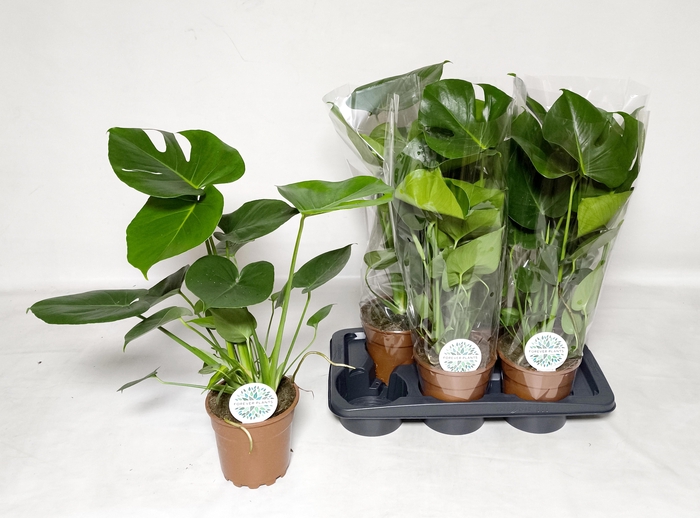 <h4>MONSTERA DELICIOSA</h4>