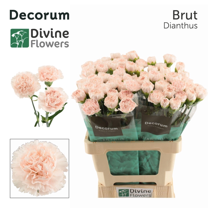 <h4>Dianthus ST 'Brut'</h4>