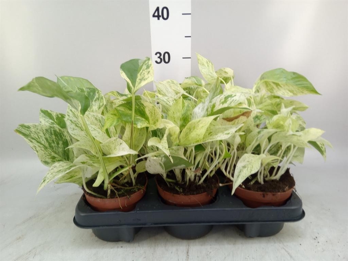 <h4>Epipremnum ...</h4>
