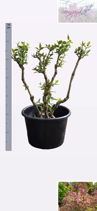 <h4>SYRI V LUCIE BALTET</h4>