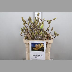 Magnolia Grandi Yellow