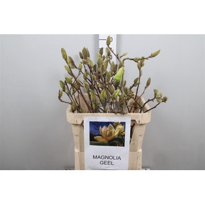 Magnolia Grandi Yellow