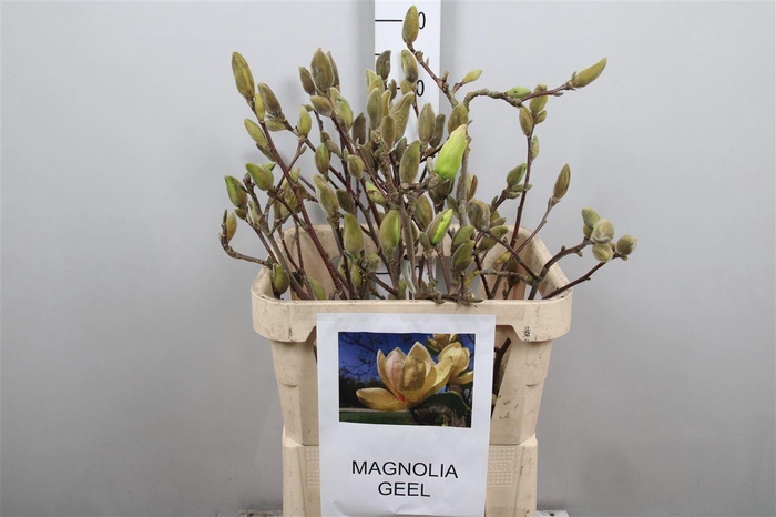 <h4>Magnolia Grand Yellow</h4>