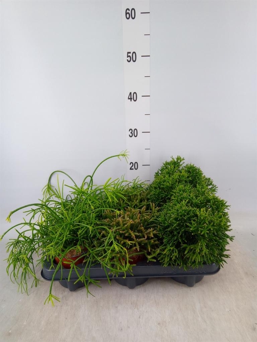 <h4>Rhipsalis   ...mix</h4>