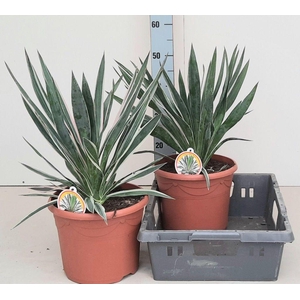 .Yucca gloriosa variegata